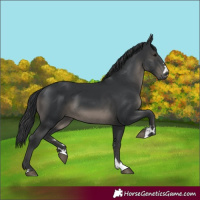 Horse Color:Black 