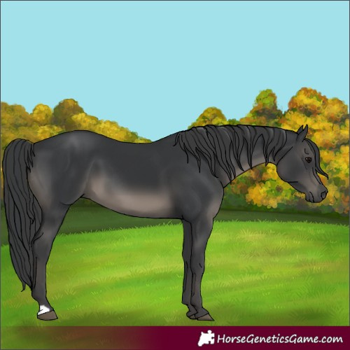 Horse Color:Black 