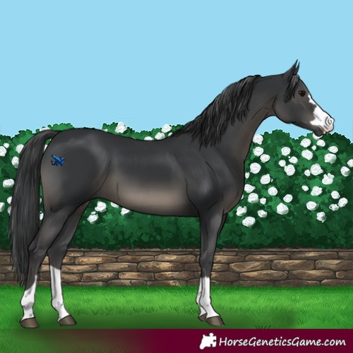 Horse Color:Black 