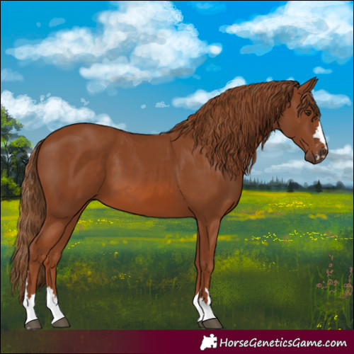 Horse Color:Chestnut 