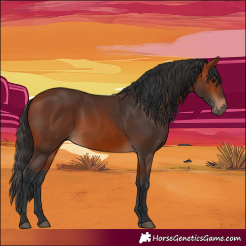 Horse Color:Bay 