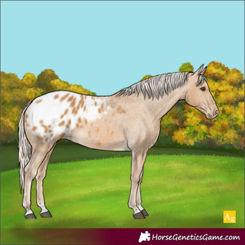 Horse Color:Palomino Appaloosa 