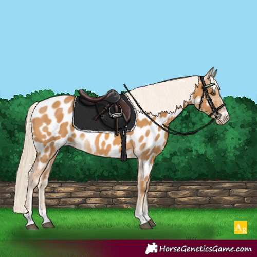 Horse Color:Palomino Near Leopard 
