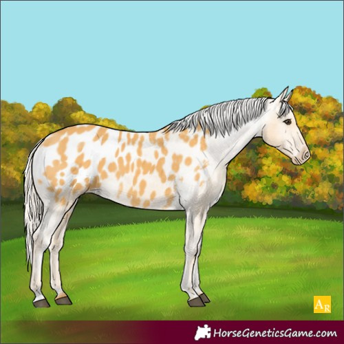 Horse Color:Palomino Blanket 
