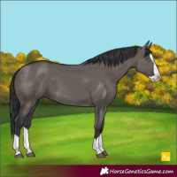 Horse Color:Grullo Splash 