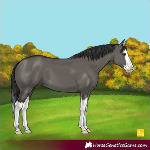 Horse Color:Grullo Splash 