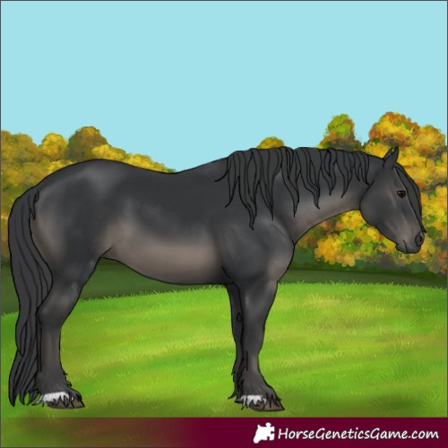Horse Color:Black 