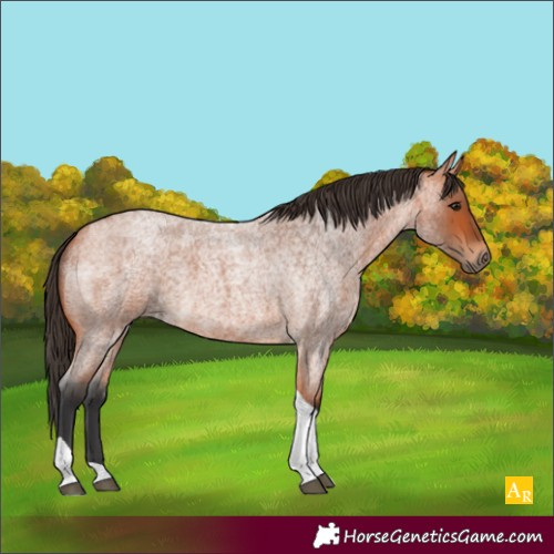 Horse Color:Bay Roan Tobiano 