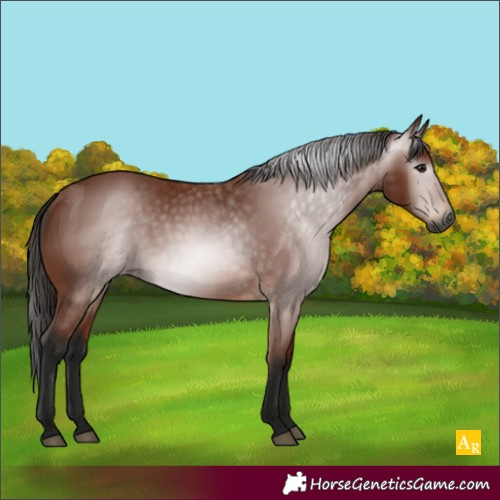 Horse Color:Gray Bay 