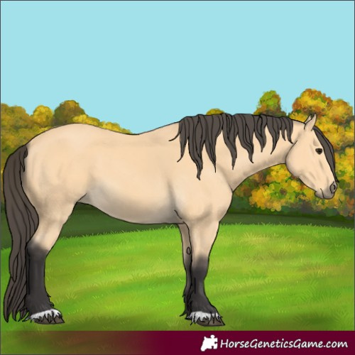 Horse Color:Buckskin 
