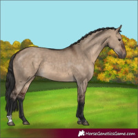 Horse Color:Brown Dun and Brown Dun