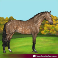 Horse Color:Brown Dun  and Gray Brown Dun 