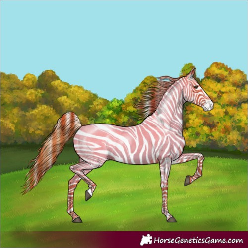 Horse Color:Red Roan Appaloosa