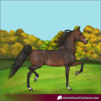 Horse Color:Brown