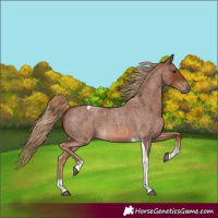 Horse Color:Red Roan Tobiano 