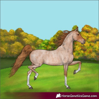 Horse Color:Red Roan Tobiano