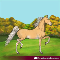 Horse Color:Palomino 