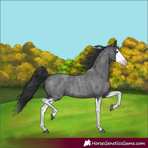 Horse Color:Blue Roan Splash 