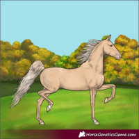 Horse Color:Gold Champagne