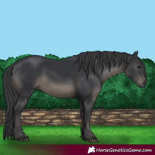 Horse Color:Black 