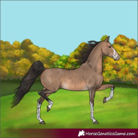 Horse Color:Brown Dun  and Brown Dun 
