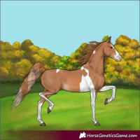 Horse Color:Chestnut Splash Tobiano