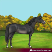 Horse Color:Black 
