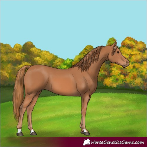 Horse Color:Chestnut 