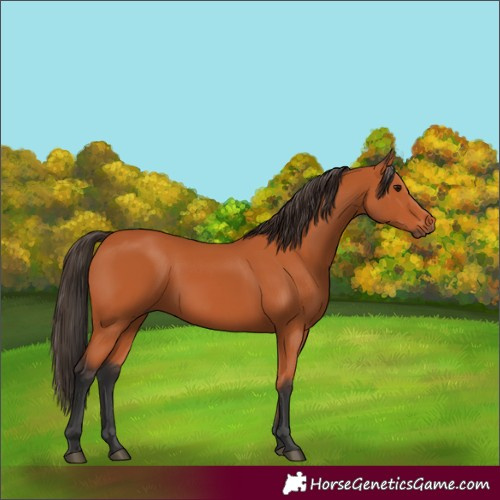 Horse Color:Bay 
