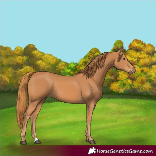 Horse Color:Chestnut 