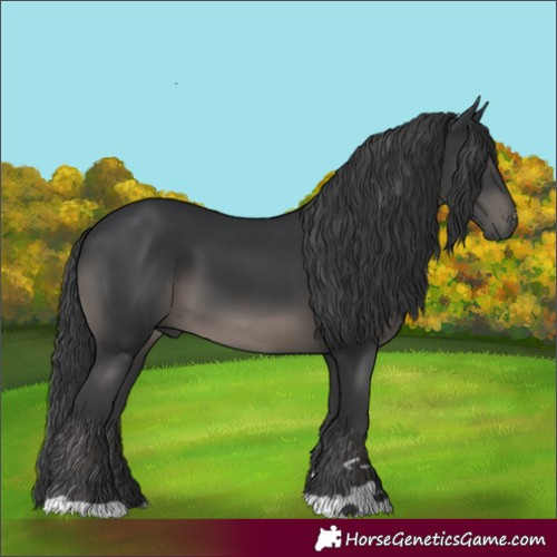 Horse Color:Black 