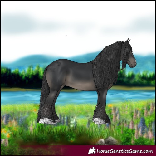 Horse Color:Black 