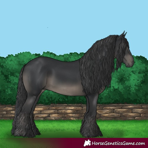 Horse Color:Black 