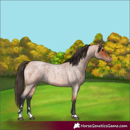 Horse Color:Bay Roan 
