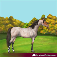 Horse Color:Bay Roan 