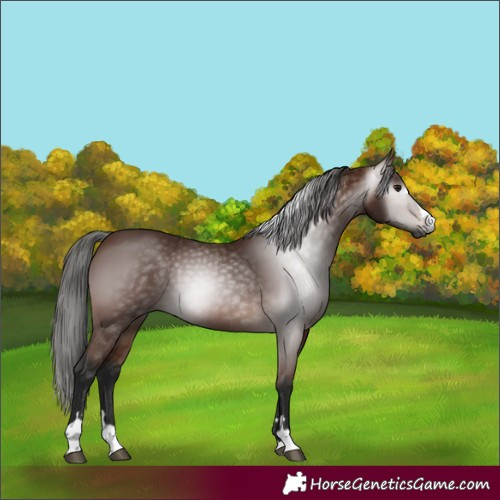 Horse Color:Gray Bay 