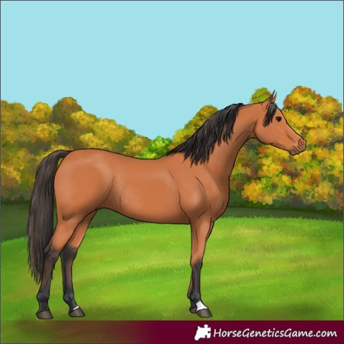 Horse Color:Bay Rabicano 