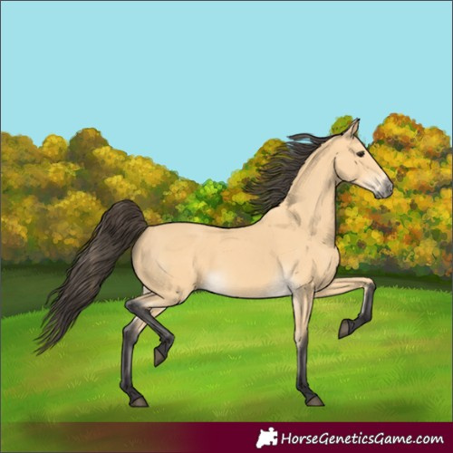 Horse Color:Buckskin 