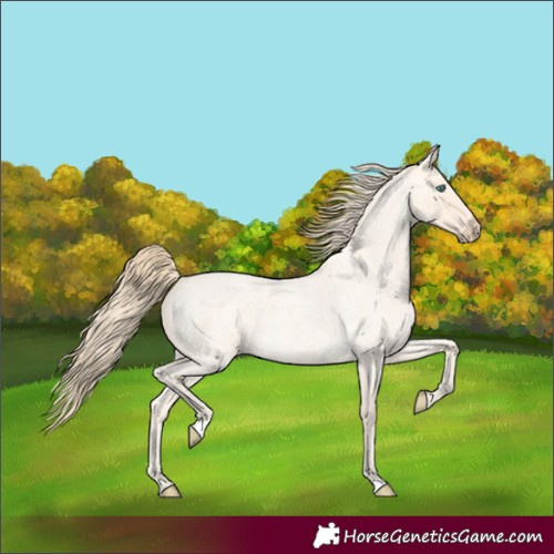 Horse Color:Perlino Roan