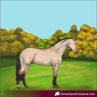 Horse Color:Bay Dun 