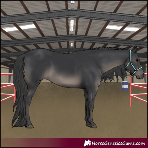 Horse Color:Black 