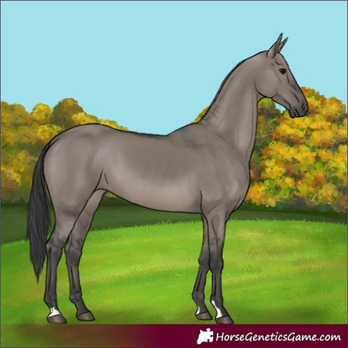 Horse Color:Grullo