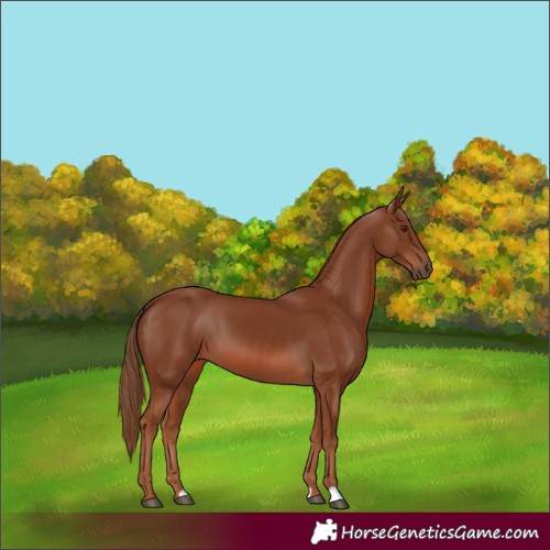 Horse Color:Chestnut 