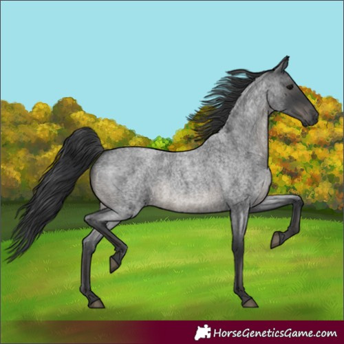 Horse Color:Blue Roan