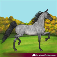 Horse Color:Blue Roan 