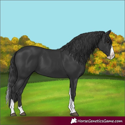 Horse Color:Black Splash Tobiano 