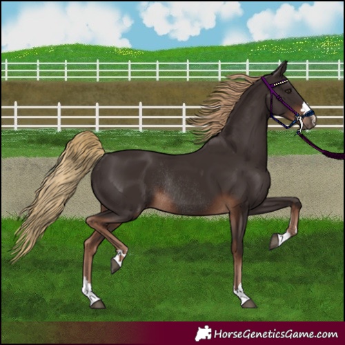 Horse Color:Liver Chestnut Rabicano 