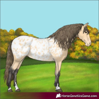 Horse Color:Buckskin Blanket 