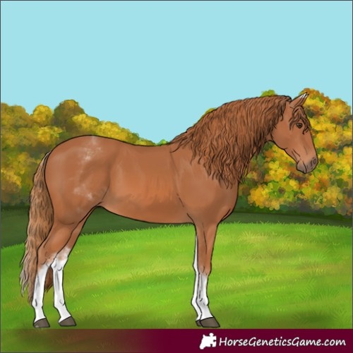 Horse Color:White Spotted Chestnut
