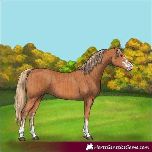 Horse Color:Chestnut and Chestnut